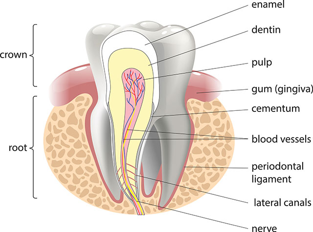 Melissa, TX Root Canal Dentist | Paradise Dental